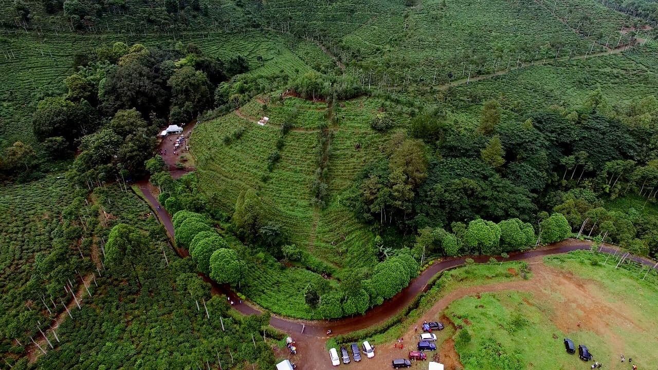 Kebun Teh Jamus